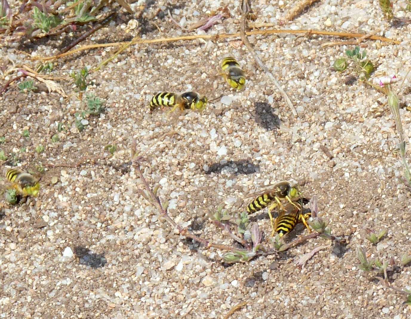 Corteggiamenti di gruppo: Bembix rostrata (Crabronidae)